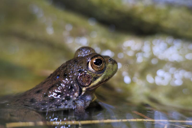 https://thumbs.dreamstime.com/b/kuhliis-fanged-frog-gooch-red-very-typical-type-aquatic-frogs-like-staying-calm-waters-slow-flow-main-body-back-63249480.jpg