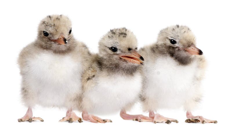 Kuiken van de Stern van het trio het Gemeenschappelijke in een rij - Borstbeenderen stock foto Kuiken van de Stern van het trio het Gemeenschappelijke in een rij - Borstbeenderen stock foto
