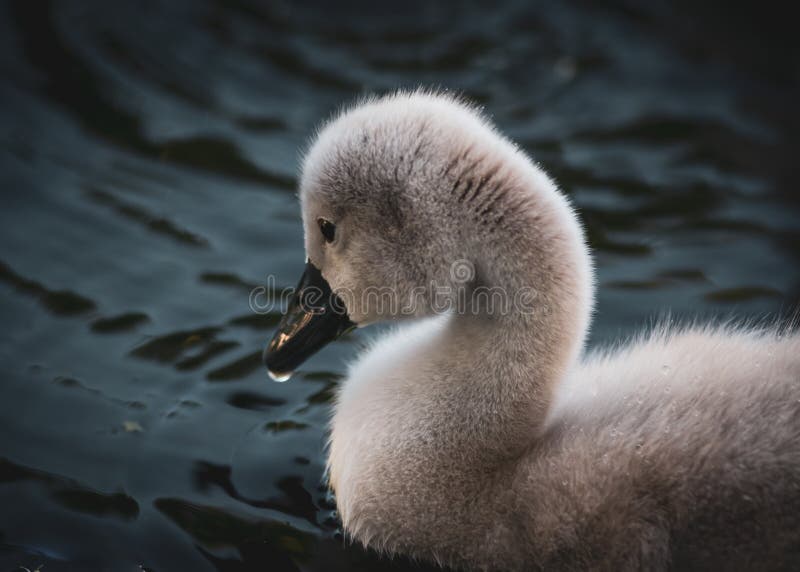 Chicks of a white swan playing the pond water close up selective focus blur back ground beautiful image. Chicks of a white swan playing the pond water close up selective focus blur back ground beautiful image