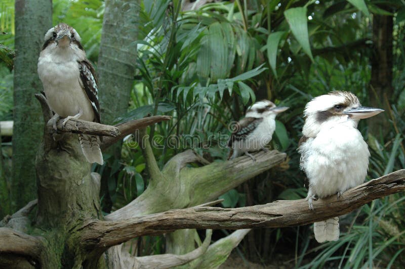 Download Kukabara Family stock image. Image of brooding, kookaburras - 101791