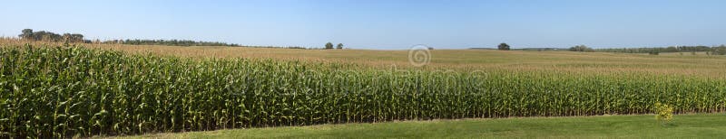 Kukurydzana pola uprawnego rolnego pola panorama panoramiczna