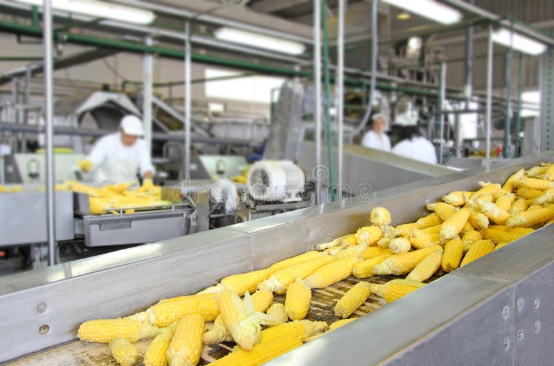 Kukurydzana produkcja Kukurydzana produkcja