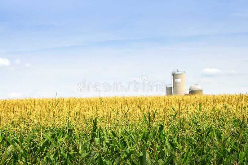 Kukurydzanego pola silosy