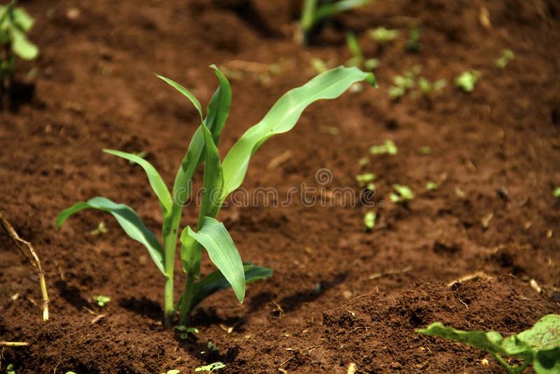 Kukurydzanej rośliny potomstwa