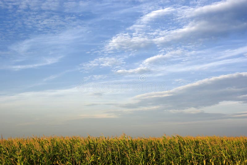 Kukurydzany pole