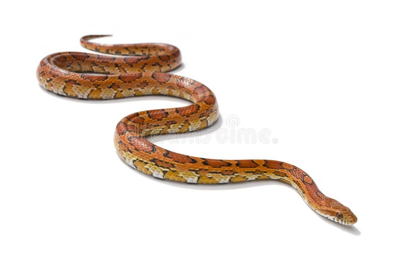 Kukurydzany wąż