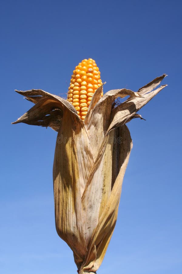 Kukurydzę bio - paliwa łuska