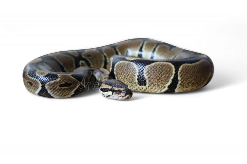Kulepython (Python regius), også kalt kongepython royalty free stockbilde