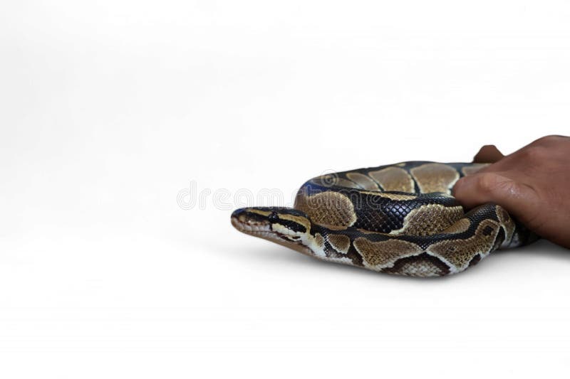 Kulepython (Python regius), også kalt kongepython stockbilde