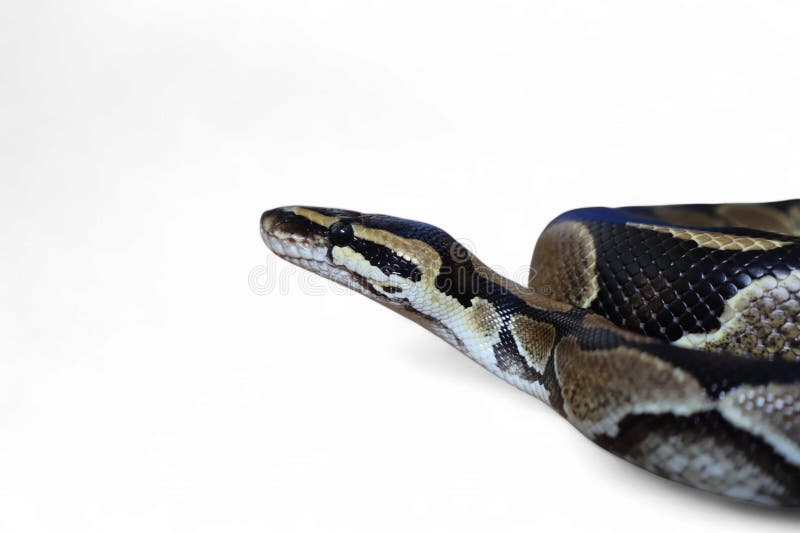 Kulepython (Python regius), også kalt kongepython royalty free stockbilde