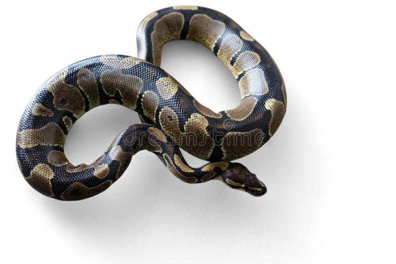 Kulepython (Python regius), også kalt kongepython royalty free stockfotografi