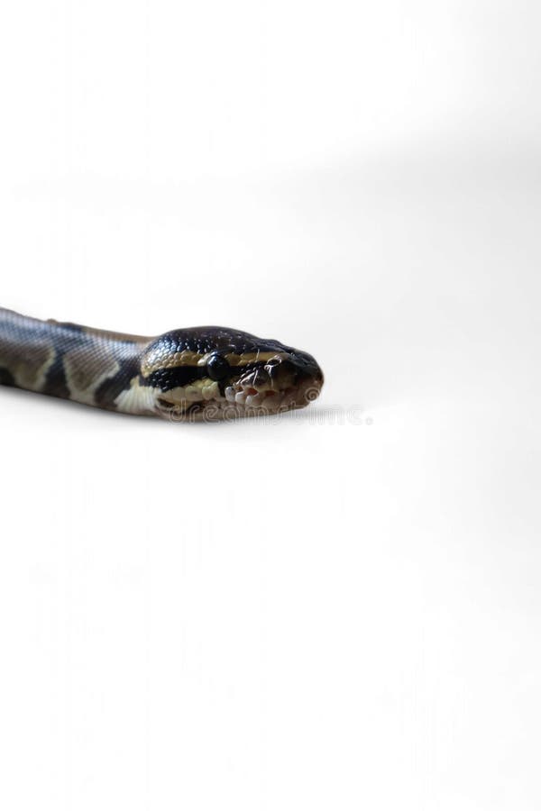 Kulepython (Python regius), også kalt kongepython stockfoto