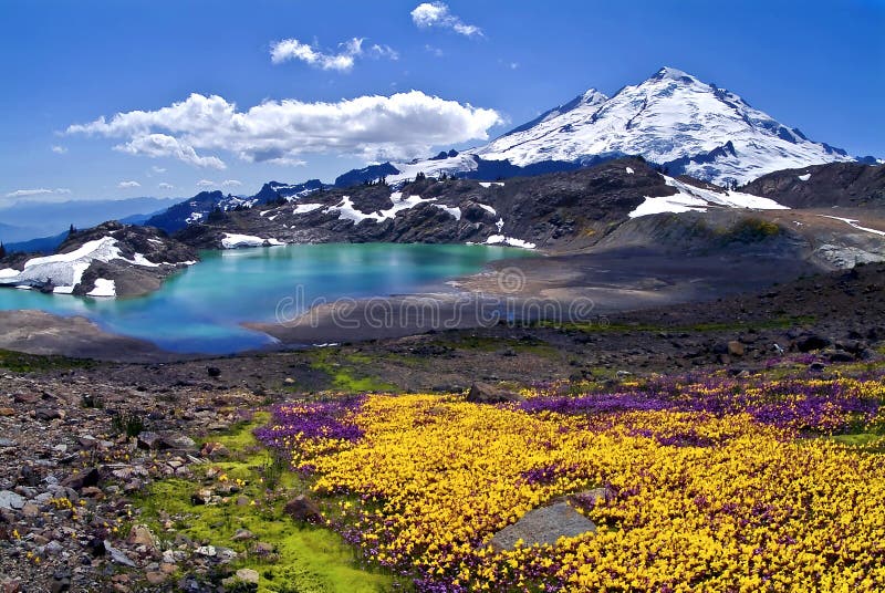 Kulshan Wildflowers stock photography