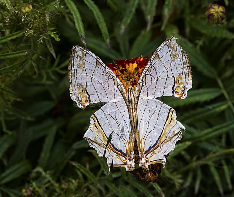 Kumaon Map Butterfly With Open Wings Stock Photo - Image of cyrestis ...