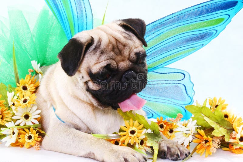 A dog with flowers as props. Pet props stock images, royalty-free photos and pictures