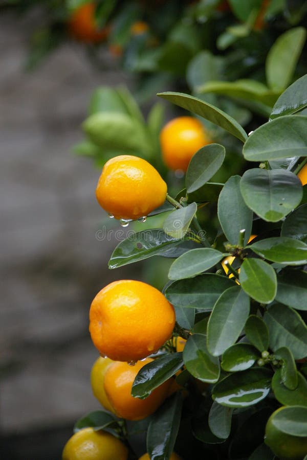 Kumquat