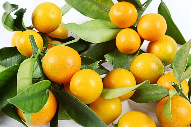Kumquat stock image. Image of mandarine, kumquat, fresh 7463059