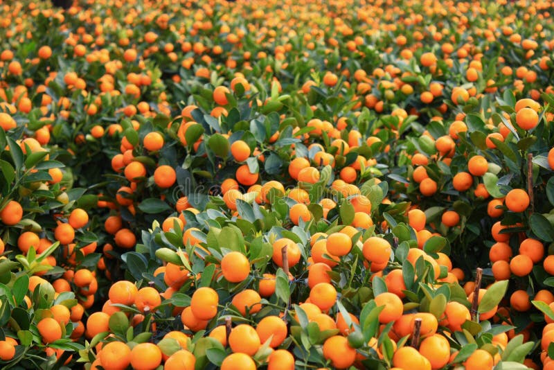 Kumquat