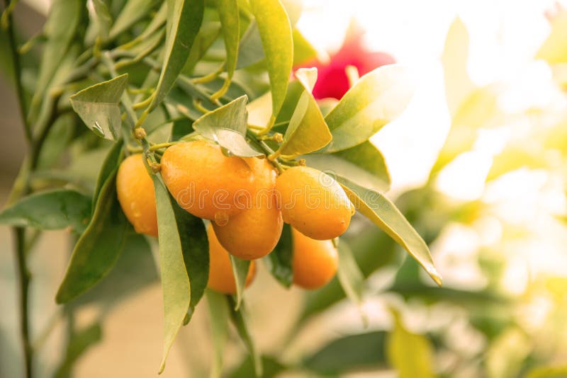 Kumquat alaranjado na árvore, frutos exóticos no ramo e gotas da água neles com efeito da luz do sol da manhã fotografia de stock royalty free Kumquat alaranjado na árvore, frutos exóticos no ramo e gotas da água neles com efeito da luz do sol da manhã fotografia de stock royalty free