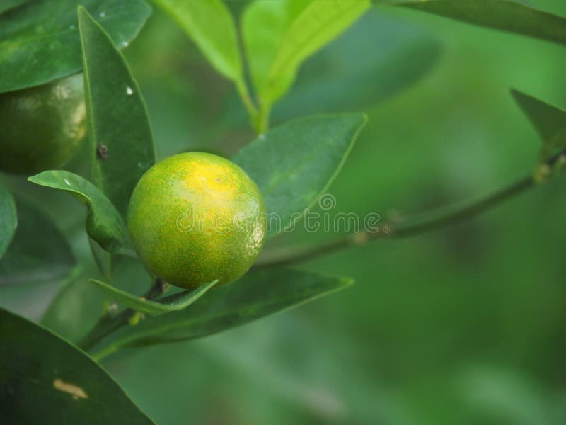 Kumquat Citrus Japonica Fruit Stock Photo Image of healthy, macro