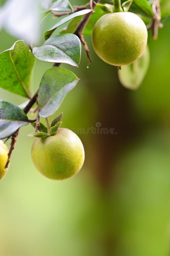 Kumquat fruit stock photo. Image of freshness, orange 17313224