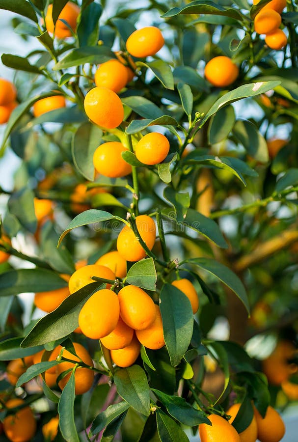 Kumquat Fruit on the Tree in the Orchard Stock Image Image of food, citrus 51961455