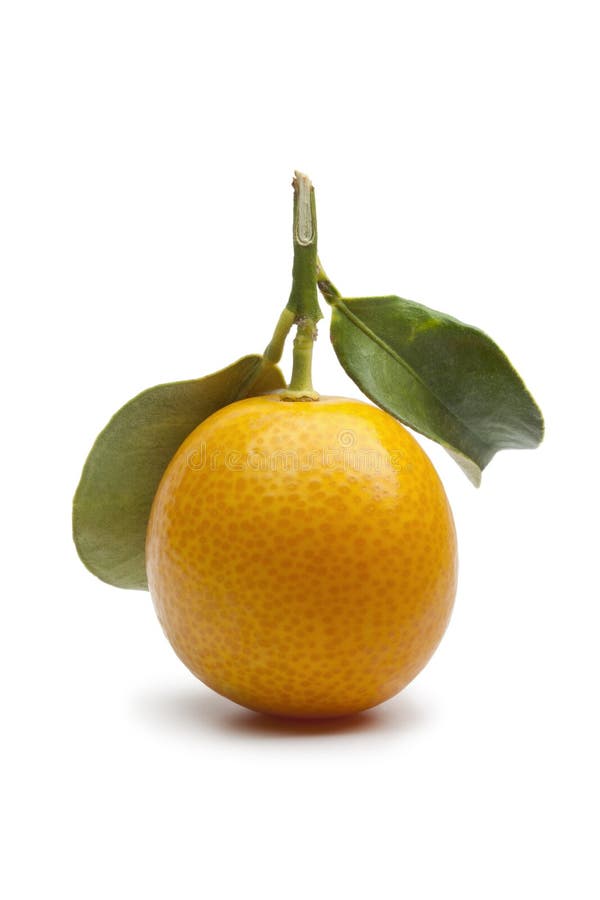 Kumquat rotondo fresco