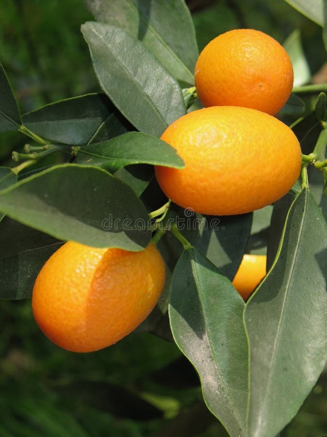 Kumquat tree stock image. Image of agriculture, orchard 3218495