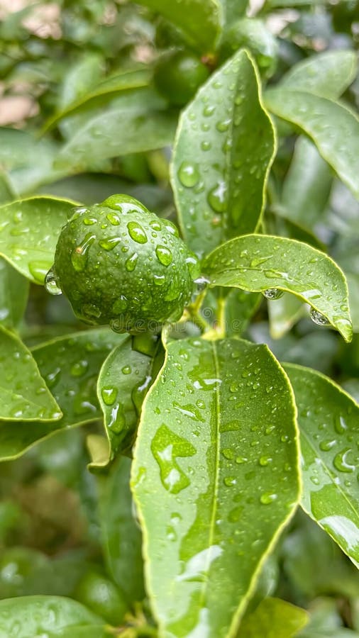 Kumquat Tree and Green Raw Fruit on a Rainy Day Stock Photo Image of