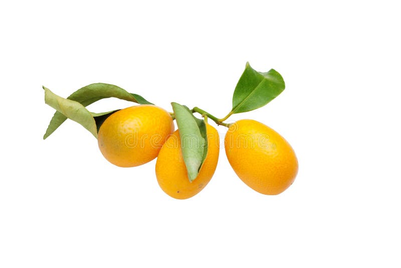 Kumquats close up