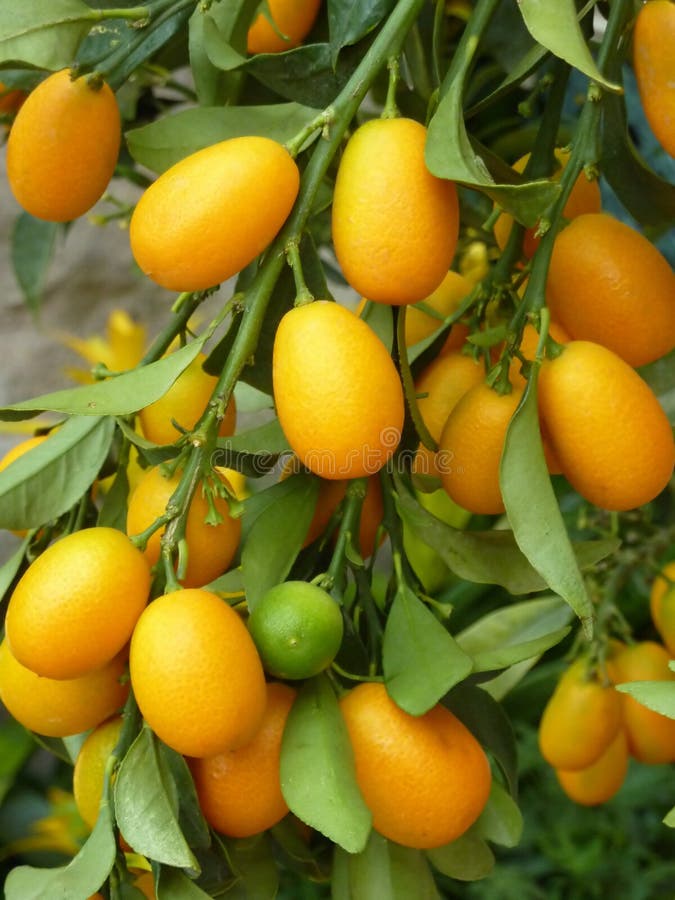Kumquats Stock Photos Download 2,667 Royalty Free Photos