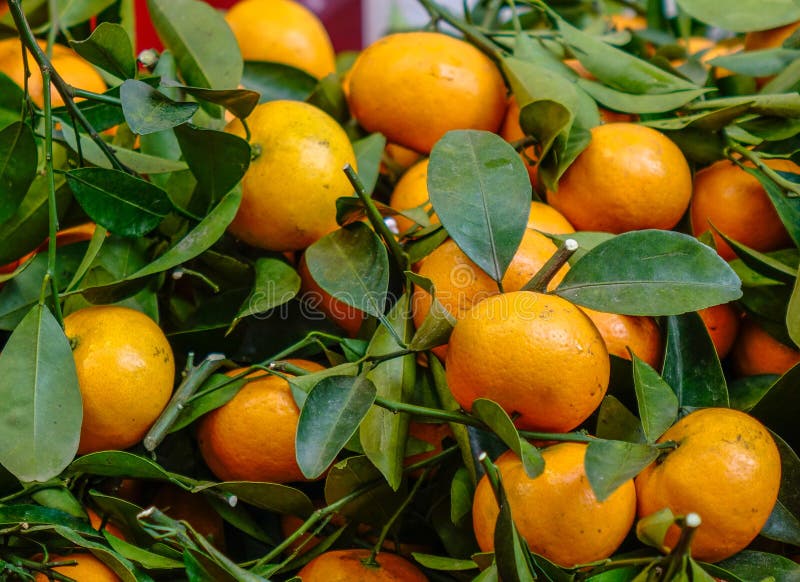 Kumquattr?d och frukter royaltyfri bild Kumquattr?d och frukter royaltyfri bild