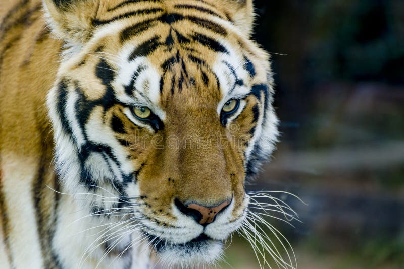 Kunglig bengal tiger med stirrande royaltyfri foto Kunglig bengal tiger med stirrande royaltyfri foto