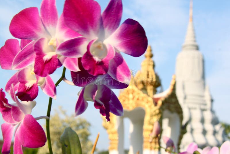 Kunglig person för slottpenhphnom arkivbild