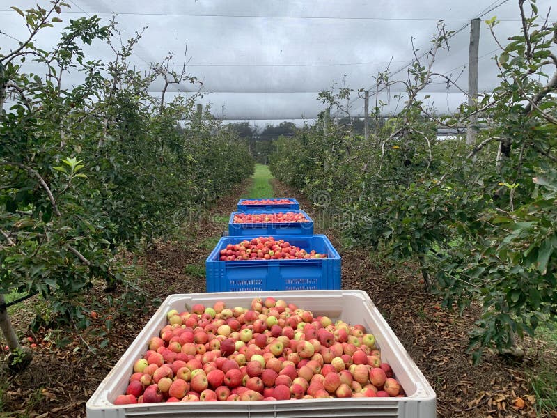 4 picking bins full of royal gala apples just after they have been harvested. The bins are between fruit tree rows. 4 picking bins full of royal gala apples just after they have been harvested. The bins are between fruit tree rows.