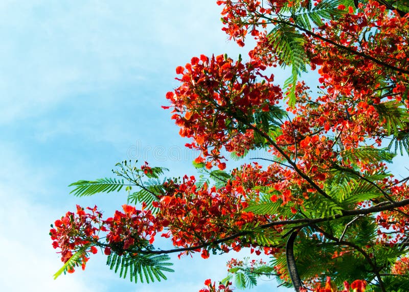 Kungligt blomma för Poinciana blomma arkivfoto Kungligt blomma för Poinciana blomma arkivfoto