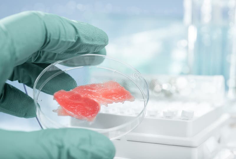 Meat grown up in laboratory conditions in a plastic dish. Meat grown up in laboratory conditions in a plastic dish