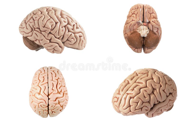 Kunstmatige menselijke hersenen model onverschillige mening stock afbeelding Kunstmatige menselijke hersenen model onverschillige mening stock afbeelding