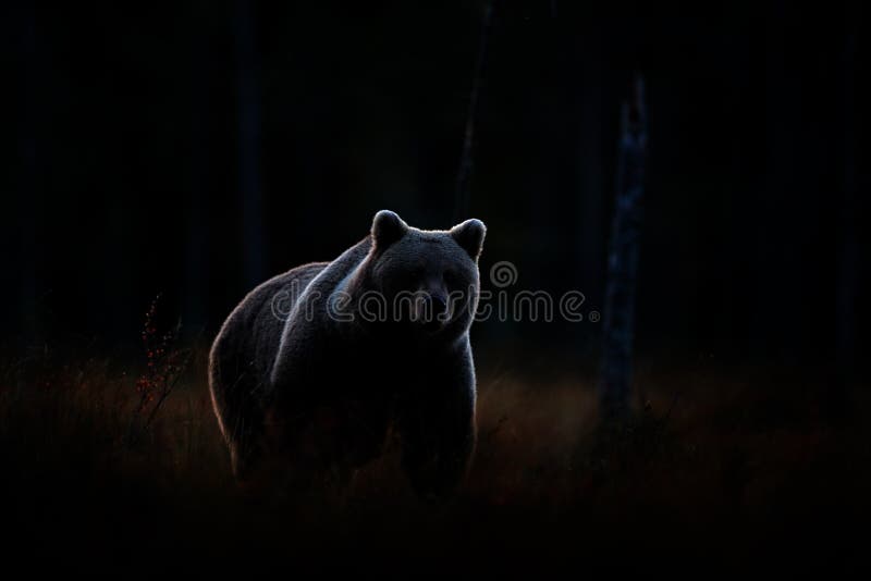 Kunstsicht zur Natur Dunkler Wald, brauner Bär, versteckt im Lebensraum Herbstbäume mit Bären Schöner brauner Bär, der um den See