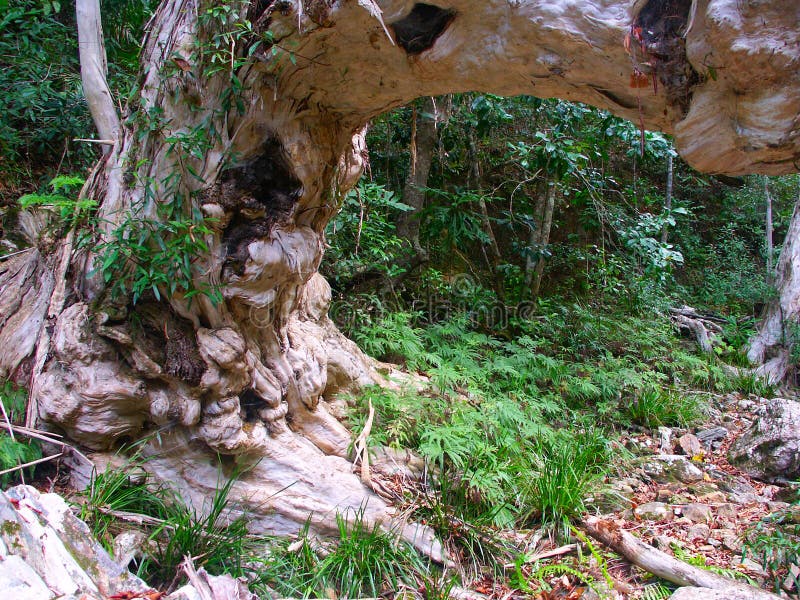 Kuranda Rainforest Queensland, Australia Stock Photo Image of calm