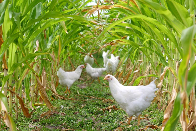 Kurczaki i koguty Pod kukurudzą