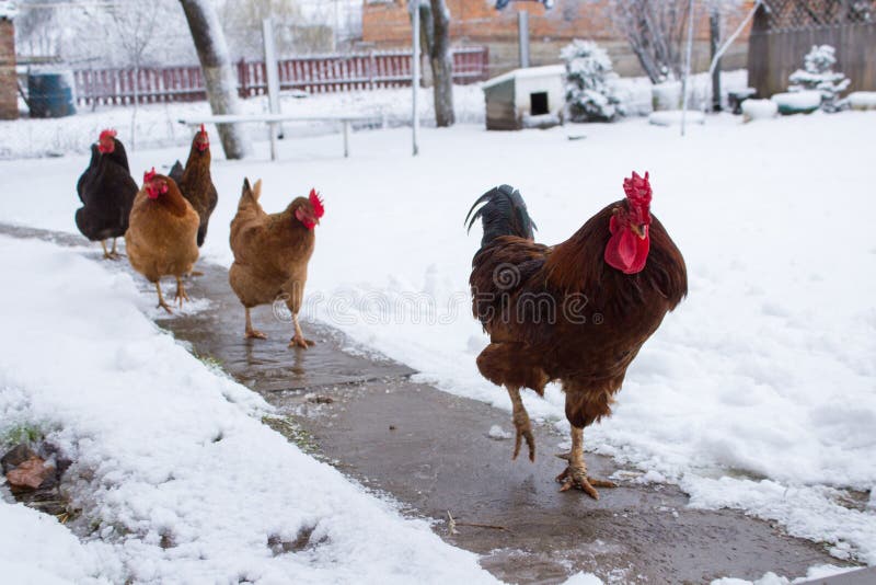 Kurczaki w zimie