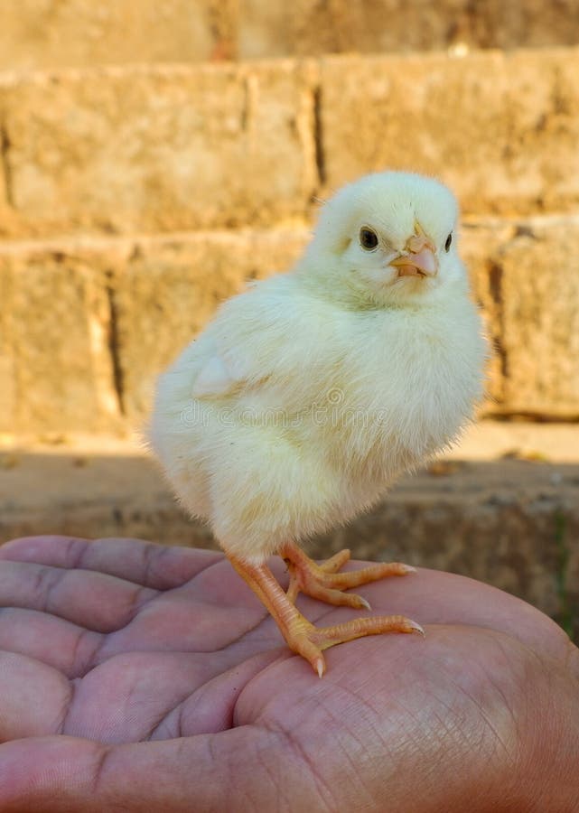 Kurczątko fotografia royalty free