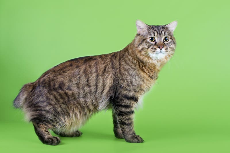 Kuril Bobtail Cat