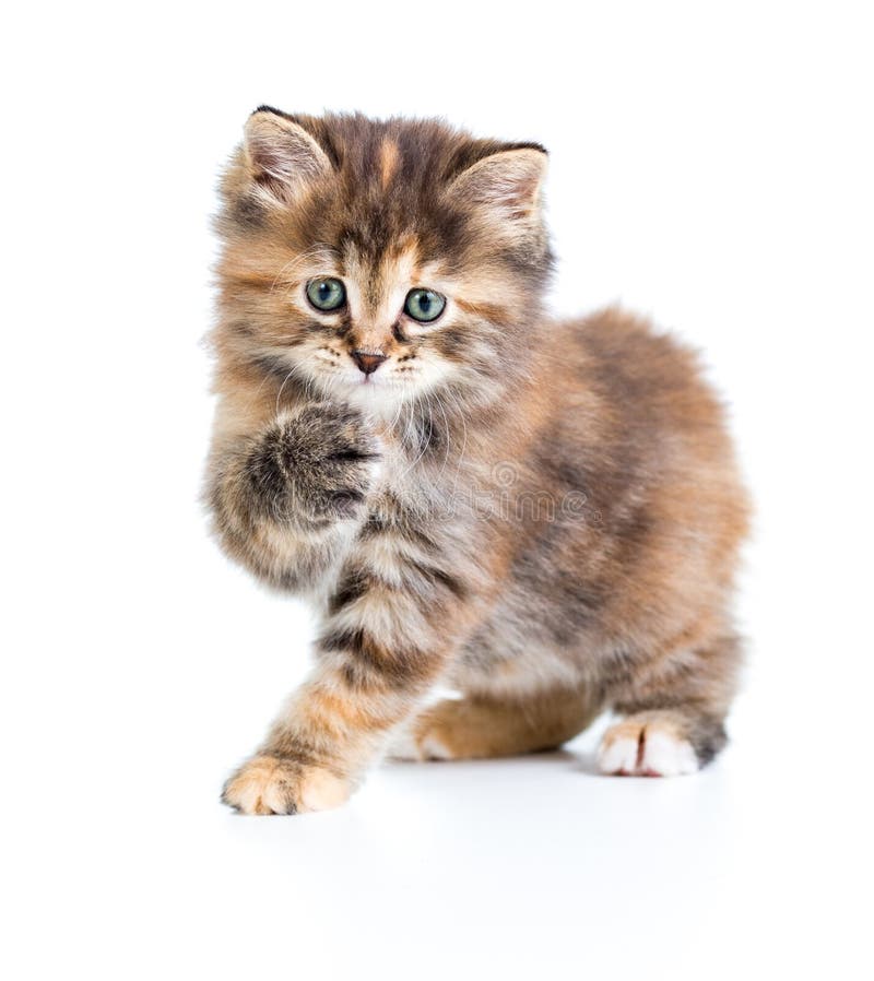 kuril bobtail tortoiseshell coat coloring cat with paw up