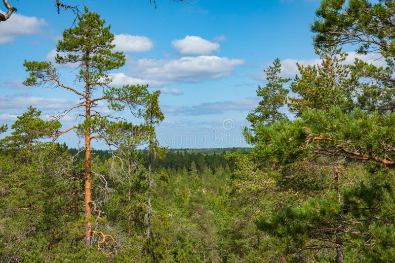 Kurjenrahka National Park. Nature trail. Green forest at summer time. Turku, Finland. Nordic natural landscape. Scandinavian stock images Kurjenrahka National Park. Nature trail. Green forest at summer time. Turku, Finland. Nordic natural landscape. Scandinavian stock images