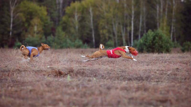 Dogs Runs in the field of mechanical lure. Basenji dogs runs across the field. At the dog wearing a muzzle and a T-shirt. Dogs Runs in the field of mechanical lure. Basenji dogs runs across the field. At the dog wearing a muzzle and a T-shirt