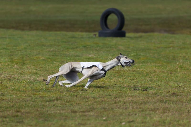 Magyar Agar race dog at coursing contest. Magyar Agar race dog at coursing contest