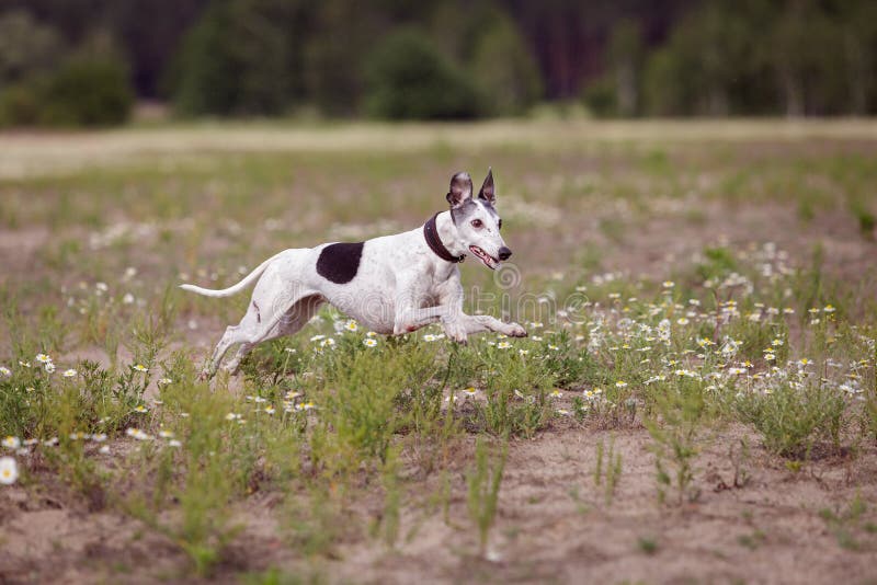 Coursing. Whippet dog running in the field. Camomile field on a sunny day. Coursing. Whippet dog running in the field. Camomile field on a sunny day