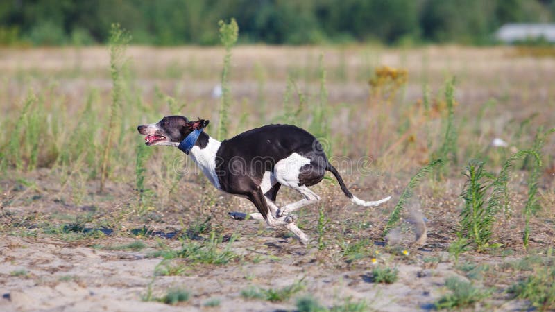 Coursing. Whippet dog running in the field. Summer sunny evening. Coursing. Whippet dog running in the field. Summer sunny evening